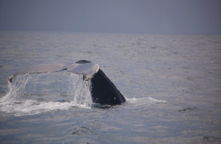 Watauga: A glimpse of hope? CBD and PTSD.