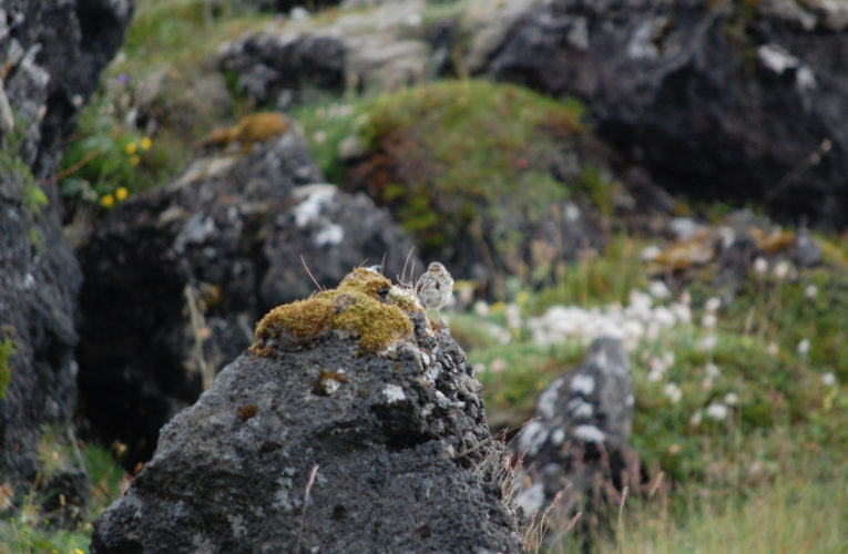 Watauga: Post-school holidays re-set. PTSD self-scan.