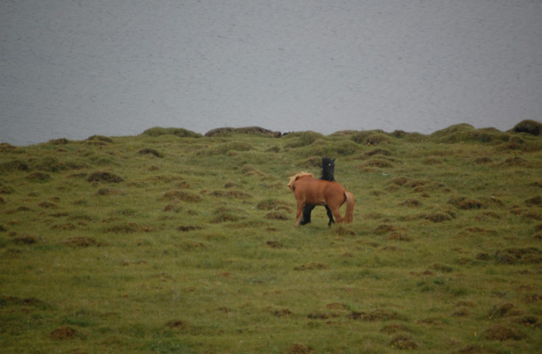 Watauga: The Battle for Harmony When Living With PTSD