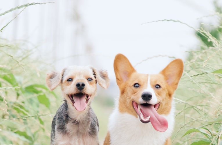 Preventing Home Dog Fights in Watauga